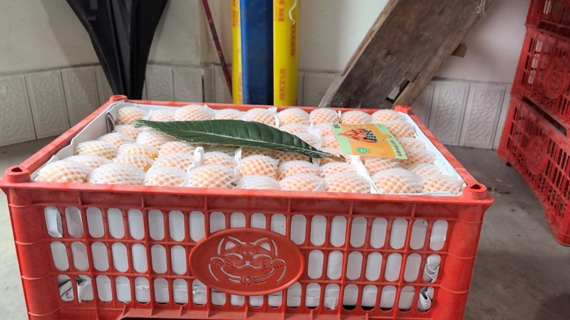 大五星枇杷