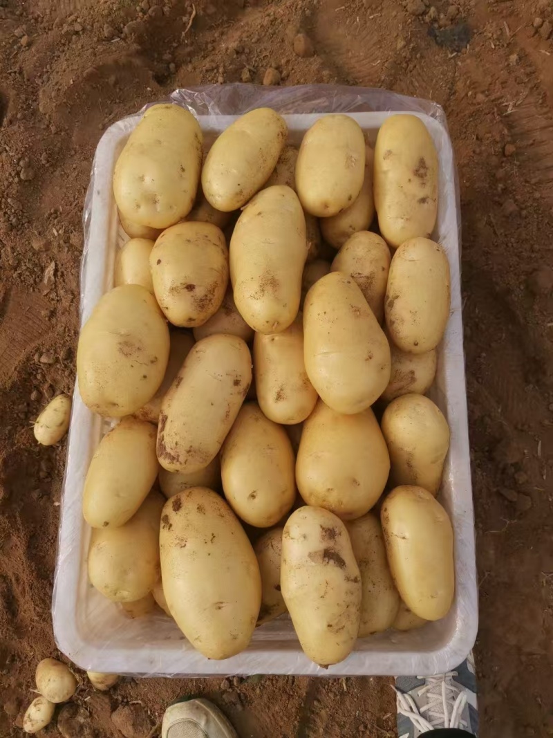 山黄心黄皮鲜土豆大量上市了货源充足产地直发支持电商市场超