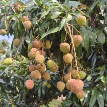 水东荔枝