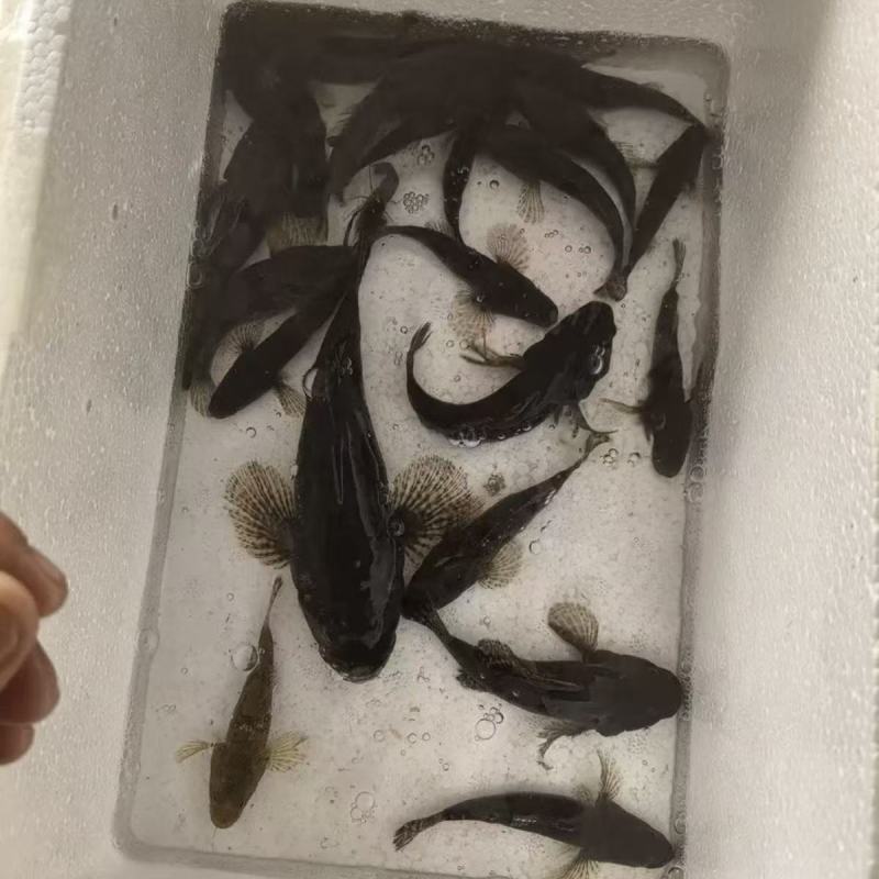 广西哈巴狗呆子鱼淡水鱼虾批发
