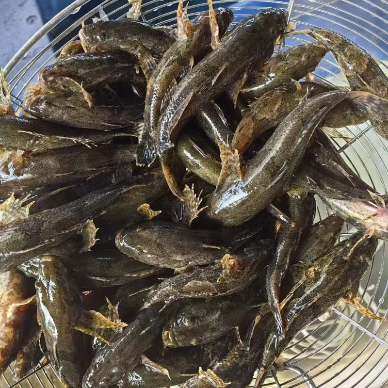 广西哈巴狗呆子鱼淡水鱼虾批发