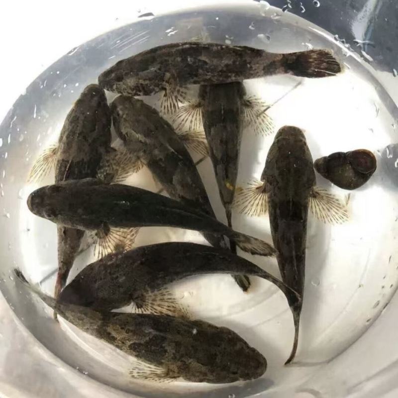 广西哈巴狗呆子鱼淡水鱼虾批发