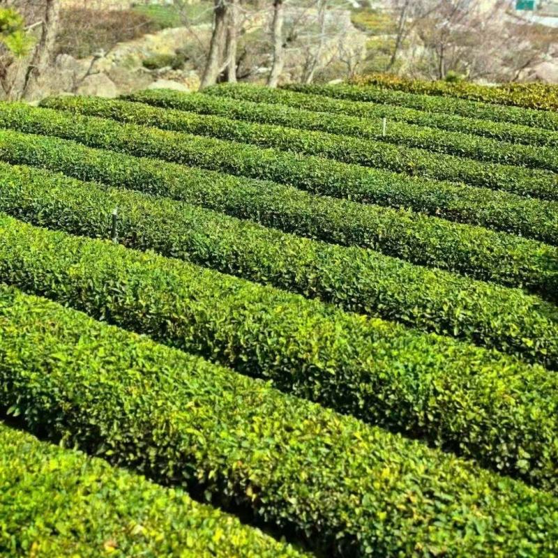 崂山绿茶产自青岛崂山区特定地理区域，高香持久独特的豌豆香