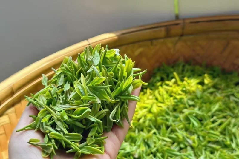 崂山绿茶产自青岛崂山区特定地理区域，高香持久独特的豌豆香