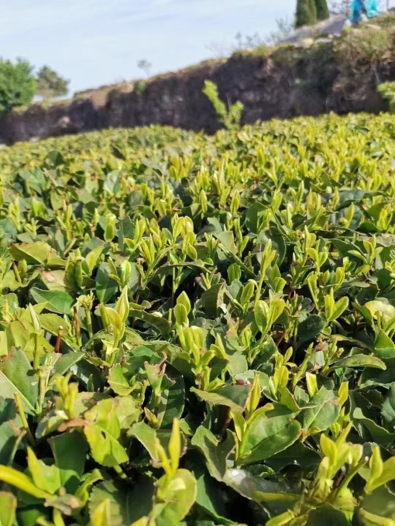 崂山绿茶产自青岛崂山区特定地理区域，高香持久独特的豌豆香