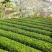 崂山绿茶产自青岛崂山区特定地理区域，高香持久独特的豌豆香