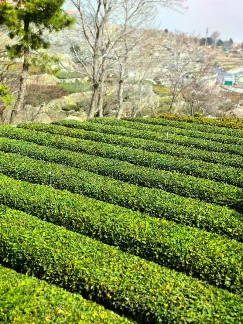 崂山绿茶产自青岛崂山区特定地理区域，高香持久独特的豌豆香