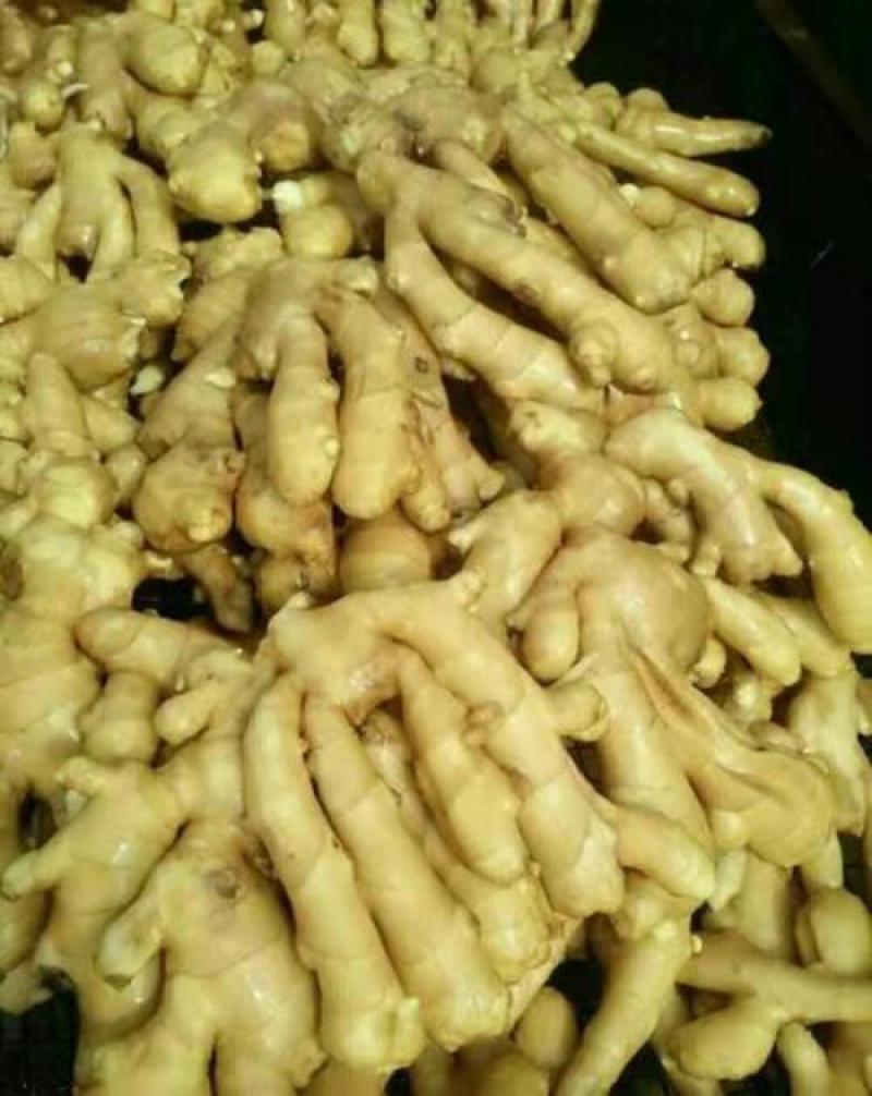 山东黄姜货源充足，全国发货，保证质量，坏烂包赔