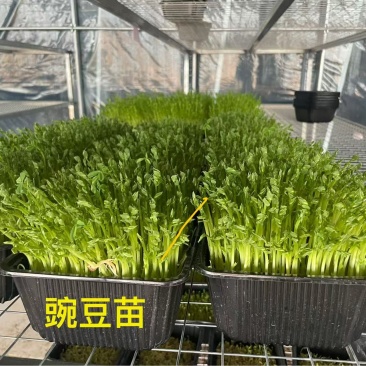 豌豆苗，黑豆苗，油葵苗，花生芽