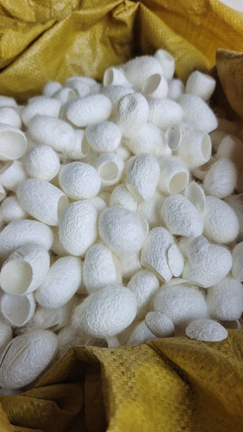 原色蚕茧蚕衣选货干净2斤包邮量大优惠