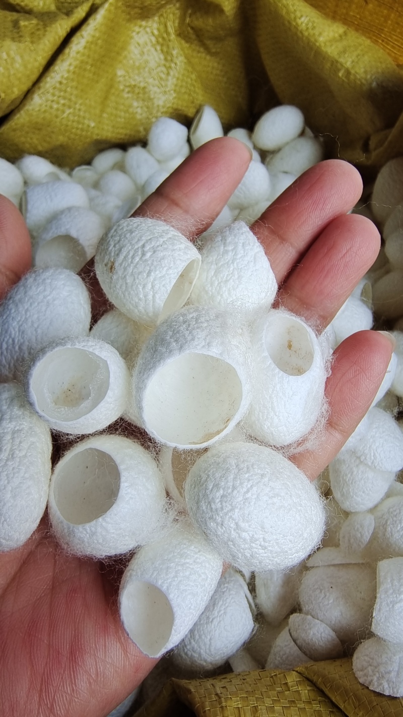 原色蚕茧蚕衣选货干净2斤包邮量大优惠