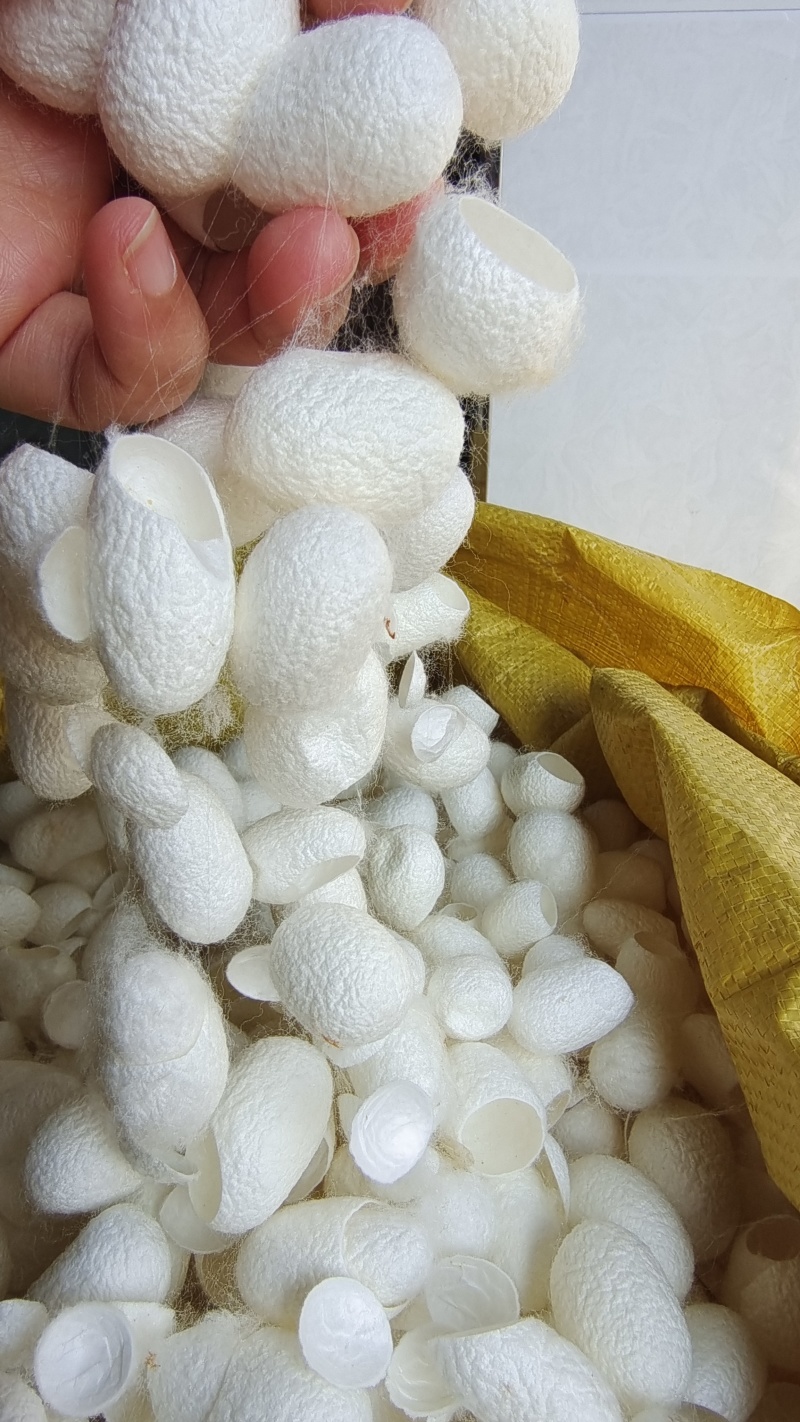 原色蚕茧蚕衣选货干净2斤包邮量大优惠