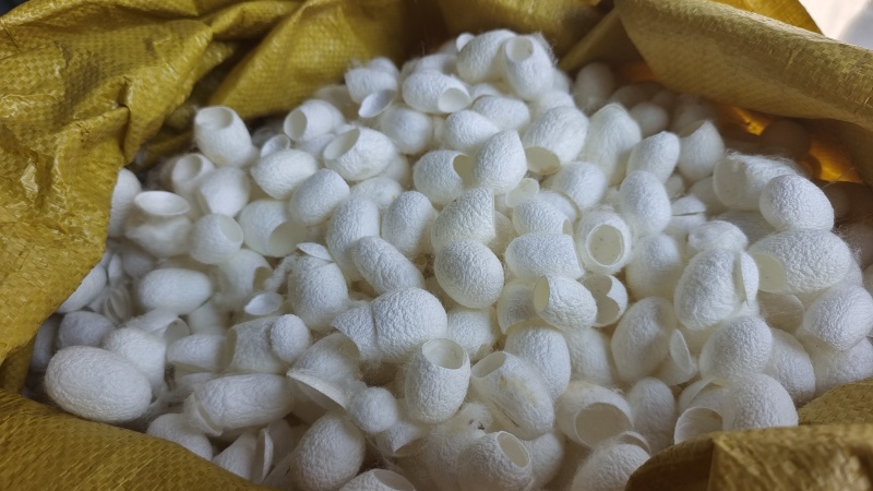 原色蚕茧蚕衣选货干净2斤包邮量大优惠