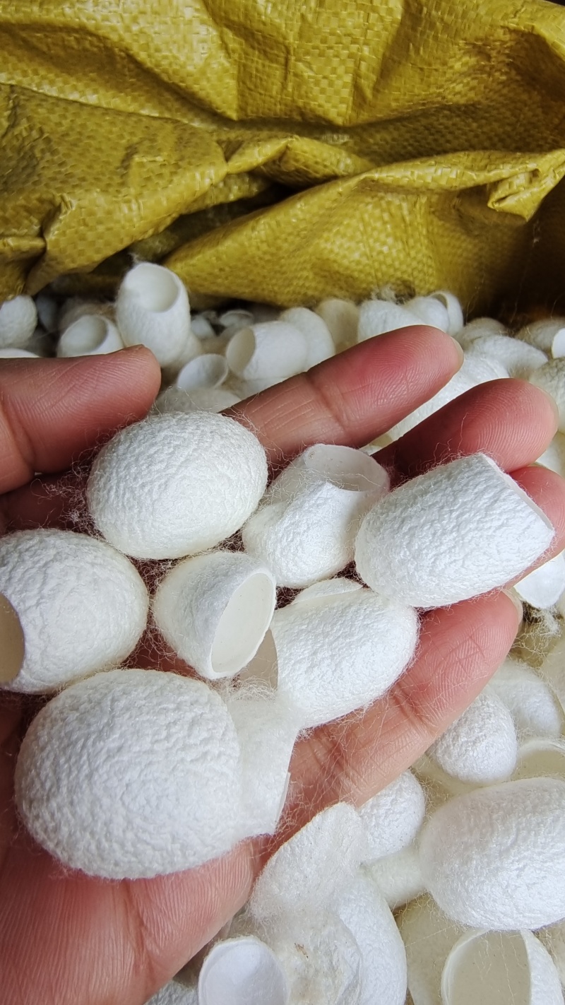 原色蚕茧蚕衣选货干净2斤包邮量大优惠