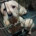 拉布拉多幼犬