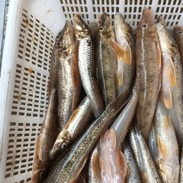 桃花鱼大嘴马口桃花杂鱼河虾川丁