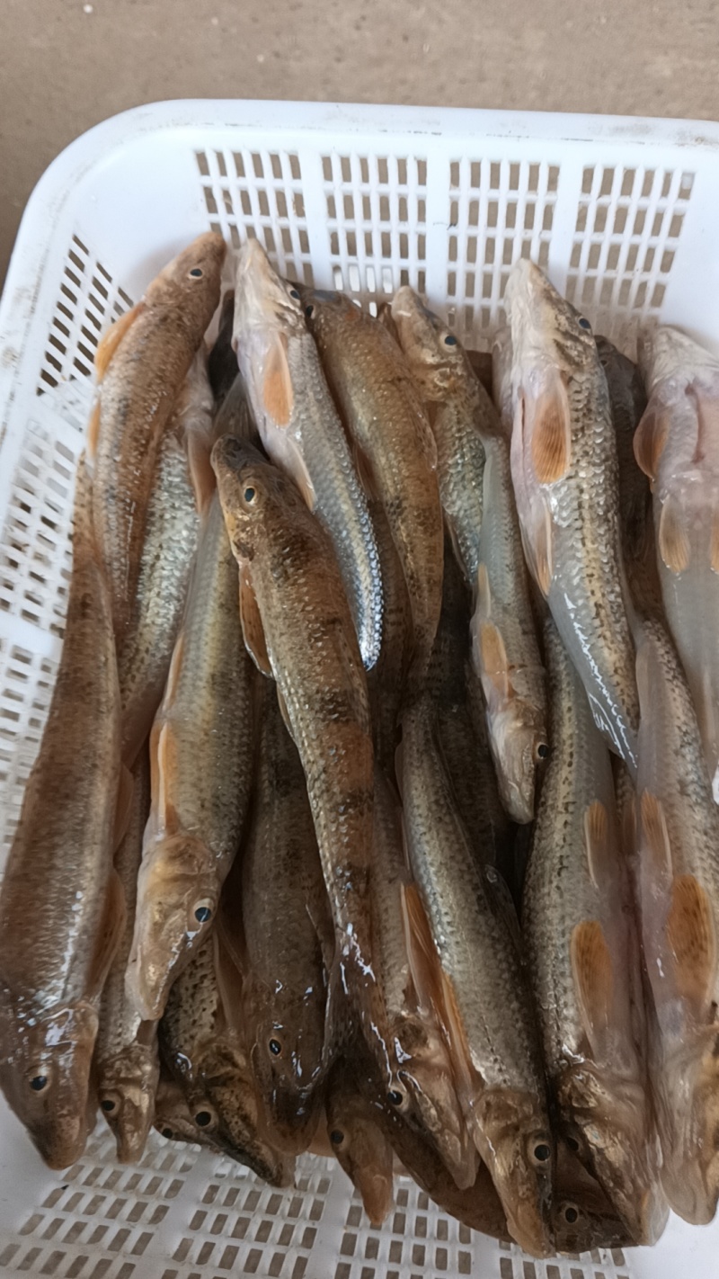 桃花鱼大嘴马口桃花杂鱼河虾川丁