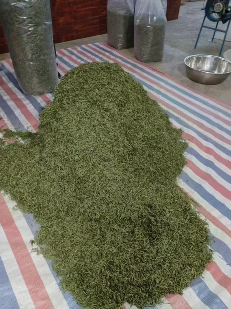 正真的源头黄山毛峰