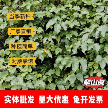 爬山虎种子厂家一手货源批发价格便宜欢迎全国老板下单