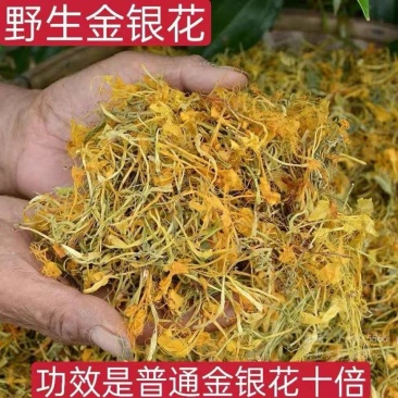 金银花批发优质五彩金银花规格齐全可供实体店量大价