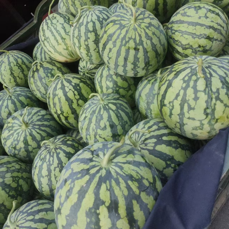 河南周口太康县精品美都大量上市价格实惠欢迎来电