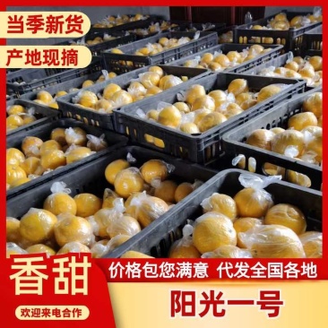 精品阳光一号柑橘，皮薄脆甜化渣，货源充足，全国发货