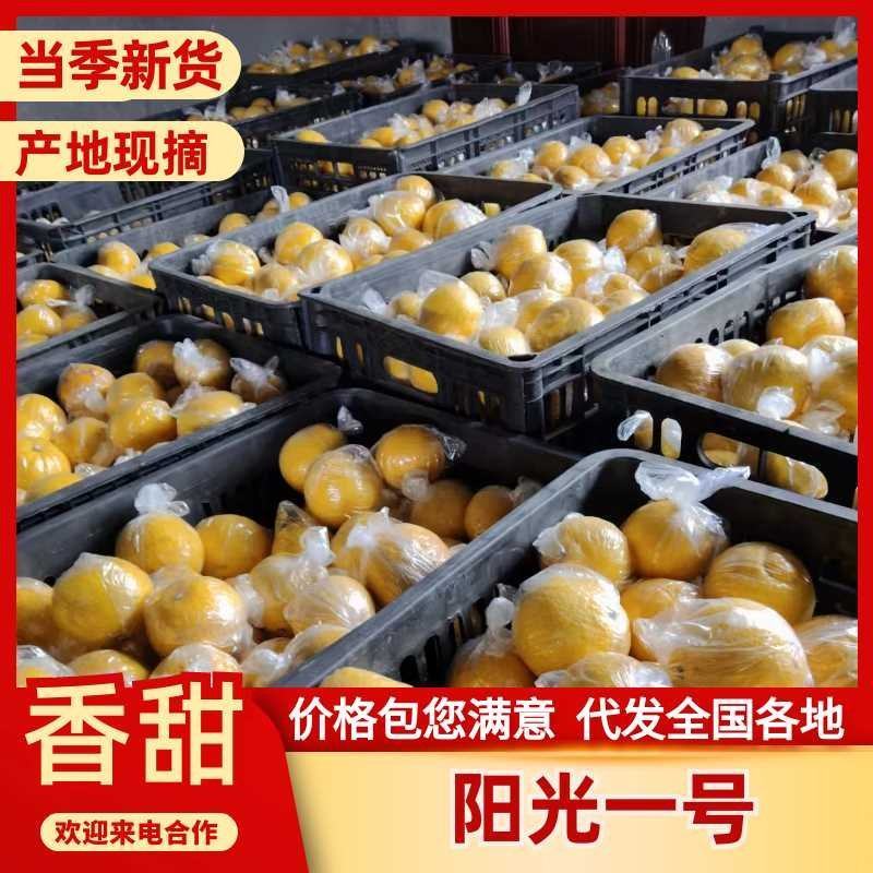 精品阳光一号柑橘，皮薄脆甜化渣，货源充足，全国发货