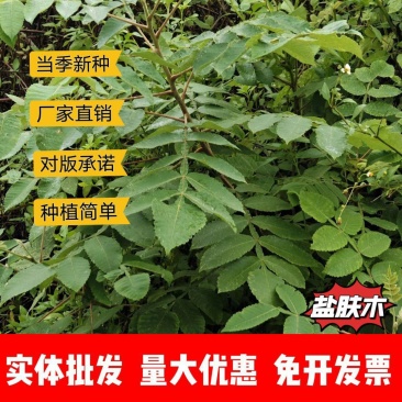 盐肤木种子厂家货源批发品质保证价格美丽欢迎下单咨询