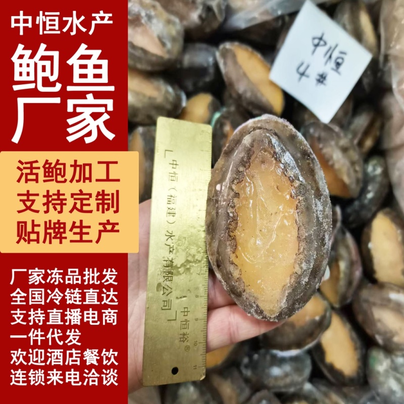 活冻鲍鱼新鲜速冻4头大鲍鱼原产地厂家海鲜冻品批发