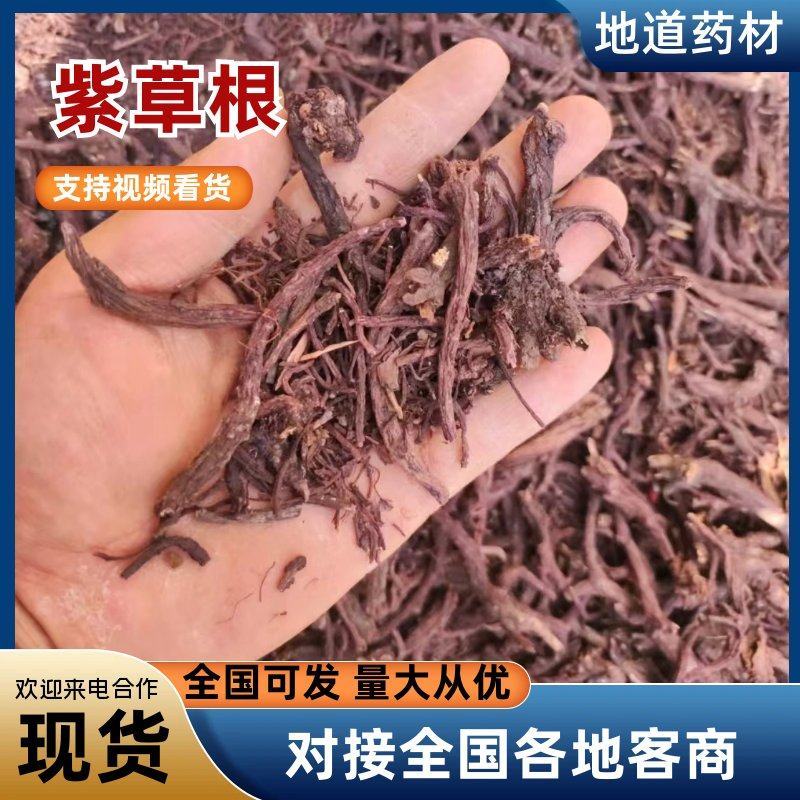 紫草软紫草的根数量有限野生的欢迎采购