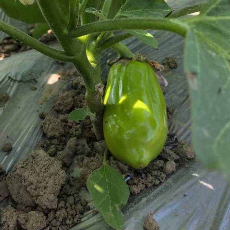 【欢迎咨询】青茄子基地直发量大从优价格实惠欢迎联系