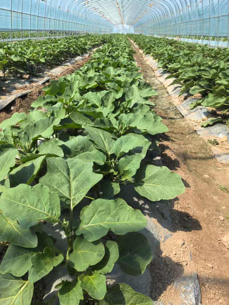 【欢迎咨询】青茄子基地直发量大从优价格实惠欢迎联系