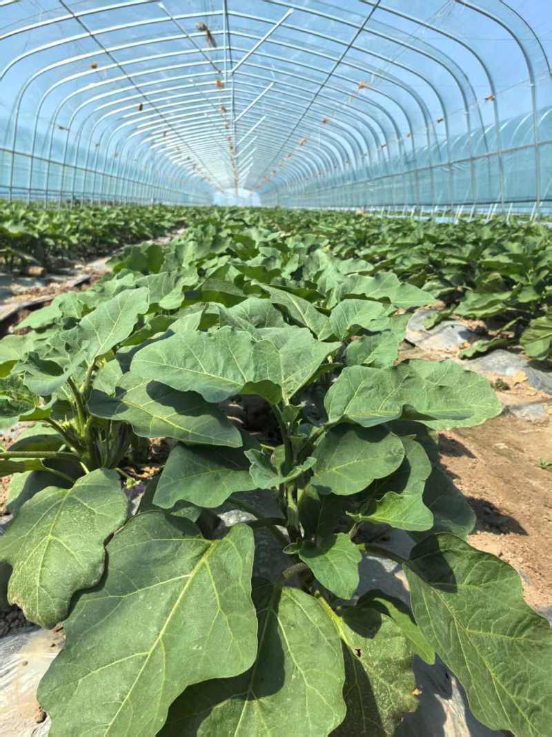 【欢迎咨询】青茄子基地直发量大从优价格实惠欢迎联系