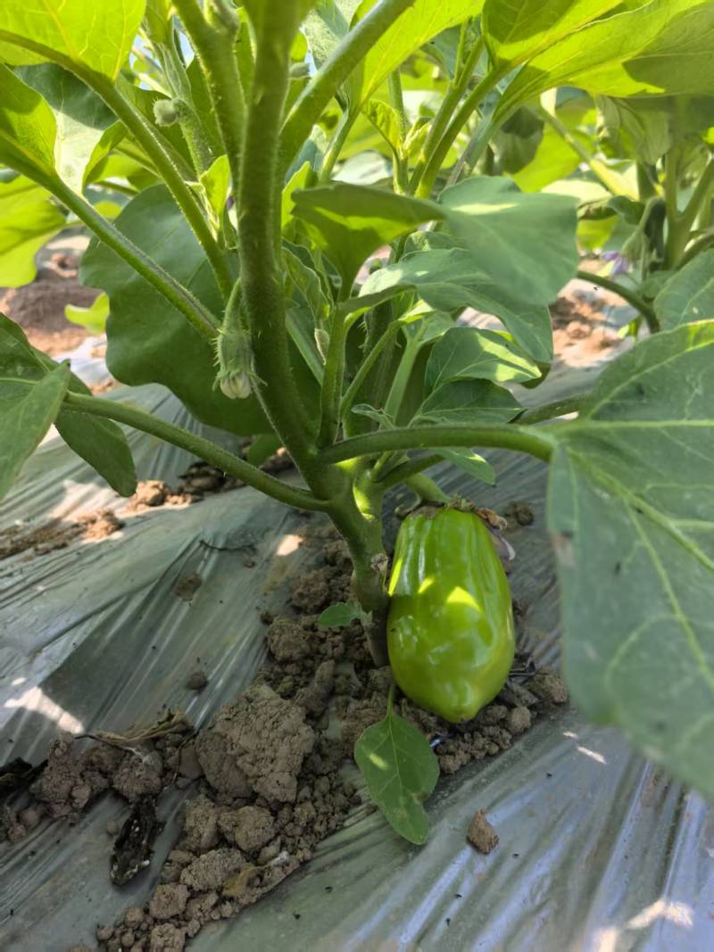 【欢迎咨询】青茄子基地直发量大从优价格实惠欢迎联系