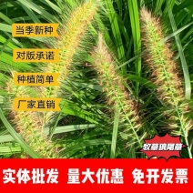 狼尾草种子厂家货源批发价格便宜欢迎全国各地老板下单