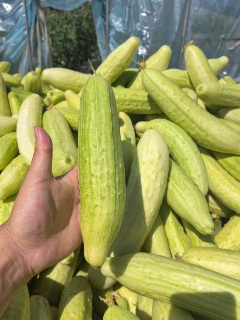 【推荐】旱黄瓜大量接单品质保证诚信合作欢迎来电