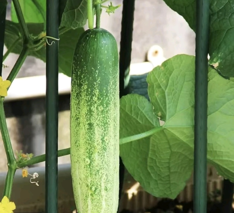 【推荐】旱黄瓜大量接单品质保证诚信合作欢迎来电