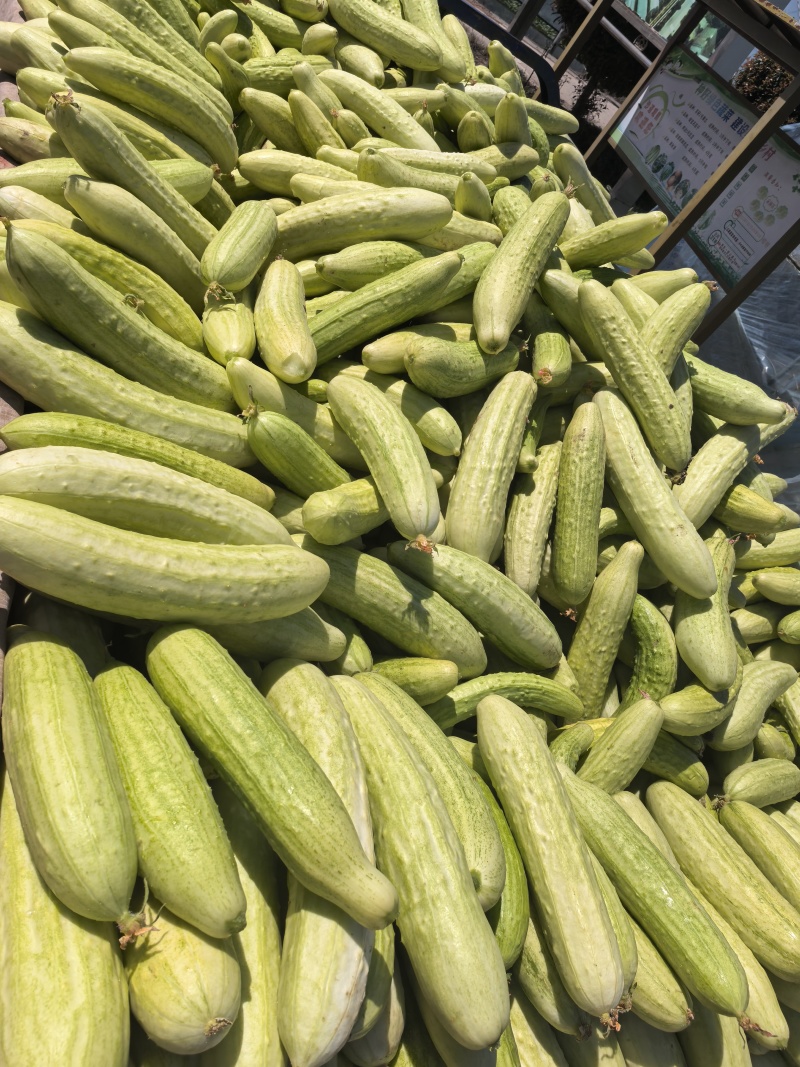 【推荐】旱黄瓜大量接单品质保证诚信合作欢迎来电