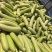 【欢迎咨询】精品旱黄瓜基地直发量大从优欢迎咨询