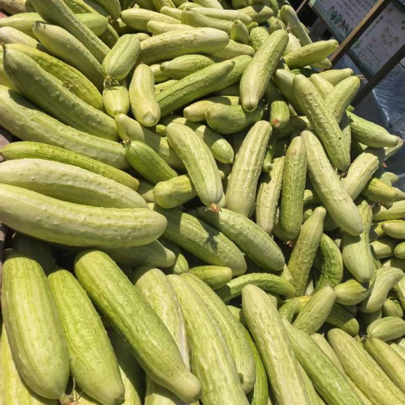 【欢迎咨询】精品旱黄瓜基地直发量大从优欢迎咨询