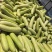 【欢迎咨询】精品旱黄瓜基地直发量大从优欢迎咨询