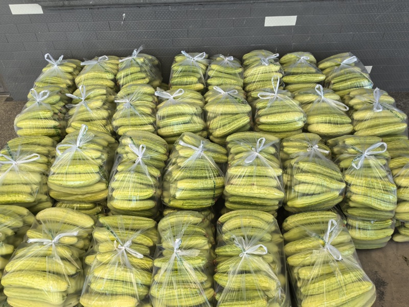 【欢迎咨询】精品旱黄瓜基地直发量大从优欢迎咨询