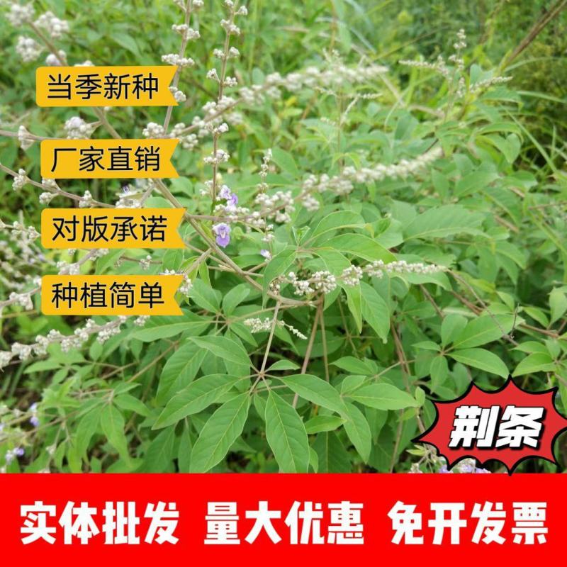 荆条种子厂家一手货源批发品质保证价格便宜欢迎下单咨询