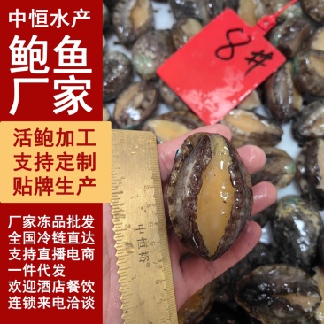 鲍鱼新鲜8头大鲍鱼速冻佛跳墙炖盅捞汁饭食材海鲜批发