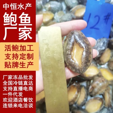 鲍鱼新鲜活冻鲍鱼12头供应餐饮酒店佛跳食材批发