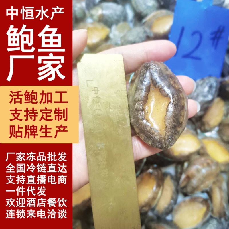 鲍鱼新鲜活冻鲍鱼12头供应餐饮酒店佛跳食材批发
