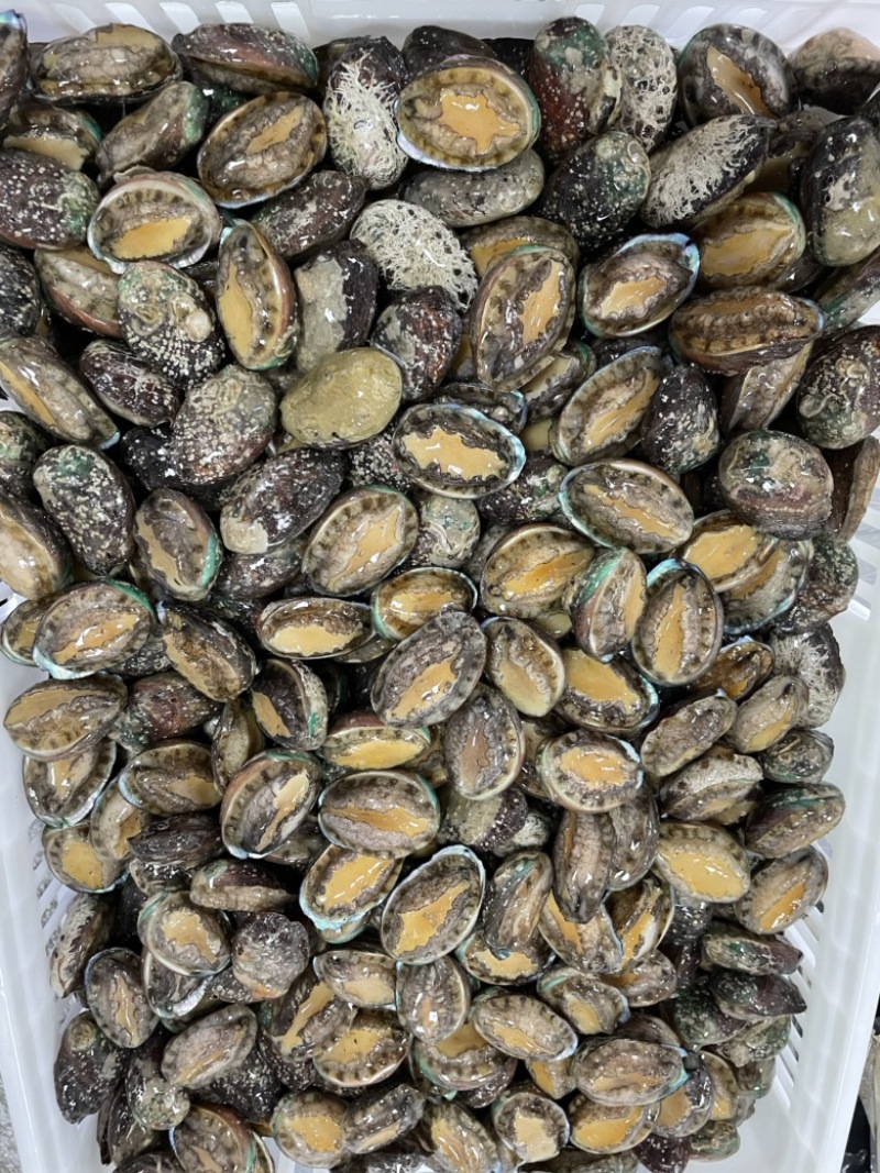 鲍鱼新鲜活冻鲍鱼12头供应餐饮酒店佛跳食材批发