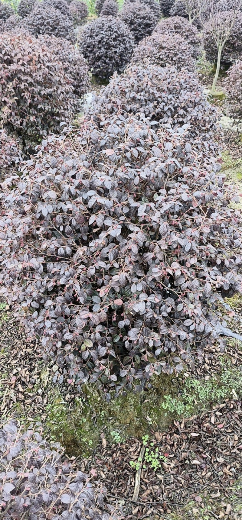 红花继木球，冠幅1米，基地直销，各种规格