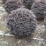 红花继木球，冠幅1米，基地直销，各种规格
