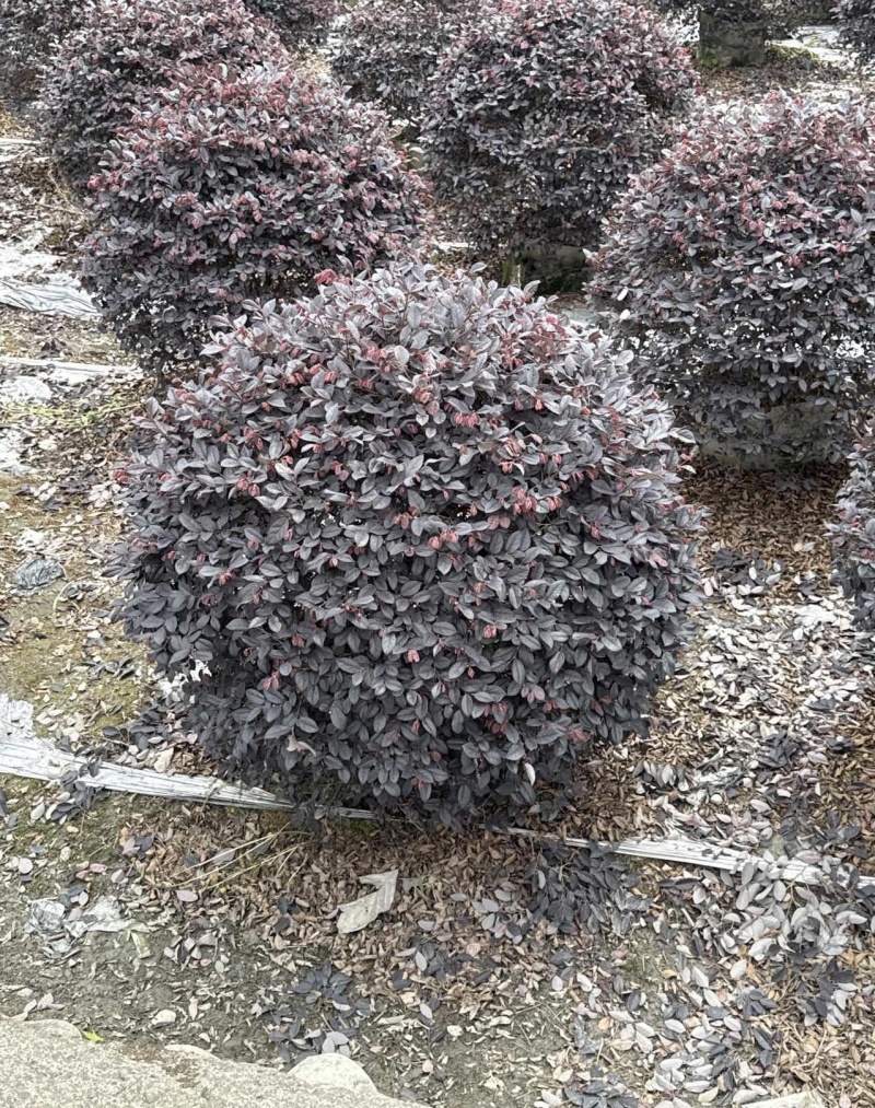 红花继木球，冠幅1米，基地直销，各种规格